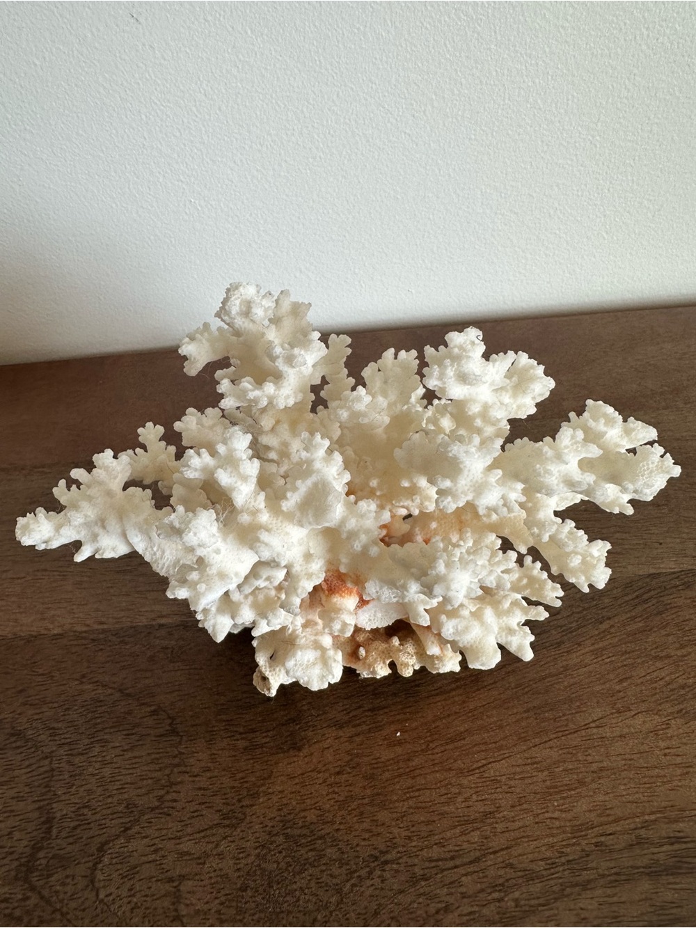 Vintage Natural Brownstem White Cauliflower Coral Cluster